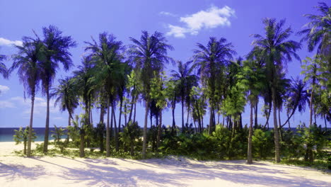 idyllic tropical beach with palm trees on a sunny day near the ocean