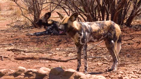 rare and endangered african wild dogs with huge ears roam the savannah in namibia africa 1