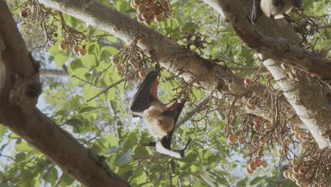 Murciélago-Arrastrándose-Para-Encontrar-El-Higo-Perfecto-Del-árbol,-Y-Colgando-Boca-Abajo