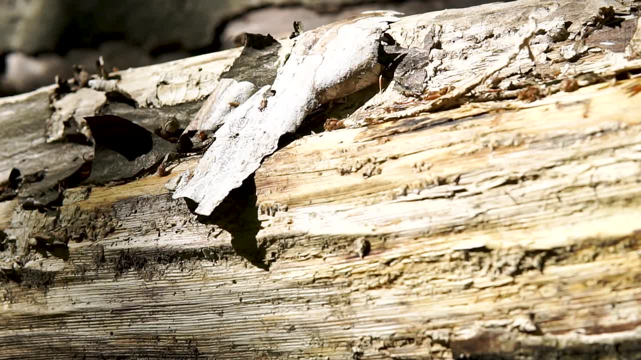 숲의 슬로우 모션 지점