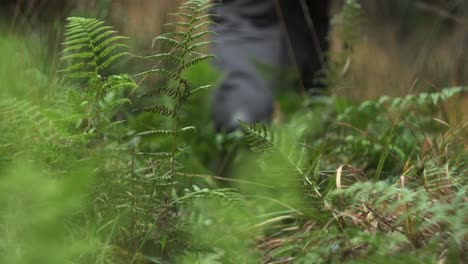 Man-walking-through-green-fern-closeup-feet-level-slomo