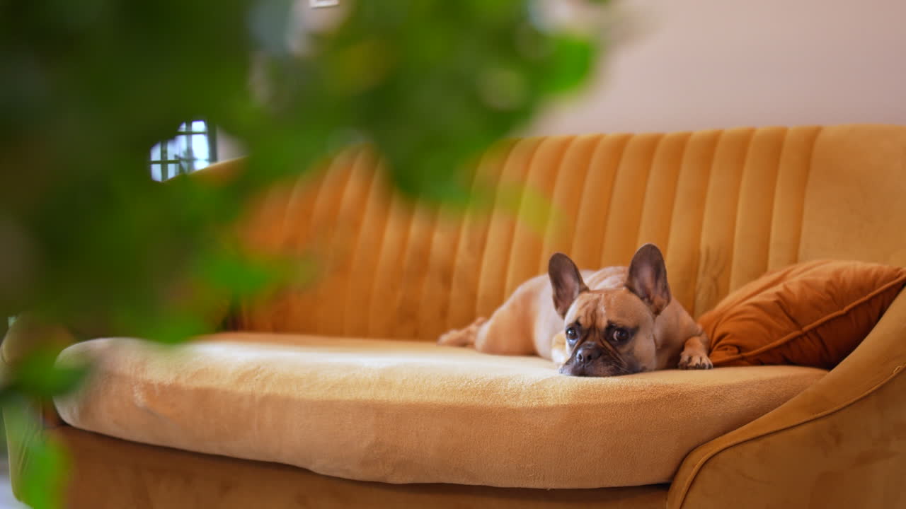 French bulldog lying on mustard sofa surrounded by plants, cozy and warm interior home atmosphere