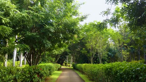 4k-Hawaii-Kauai-Gimbal-Wide-Shot-Caminando-En-Un-Camino-Arbolado-Y-Arbusto