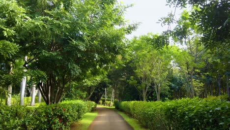 4k hawaii kauai gimbal tiro ancho caminando por un camino bordeado de arbustos y árboles