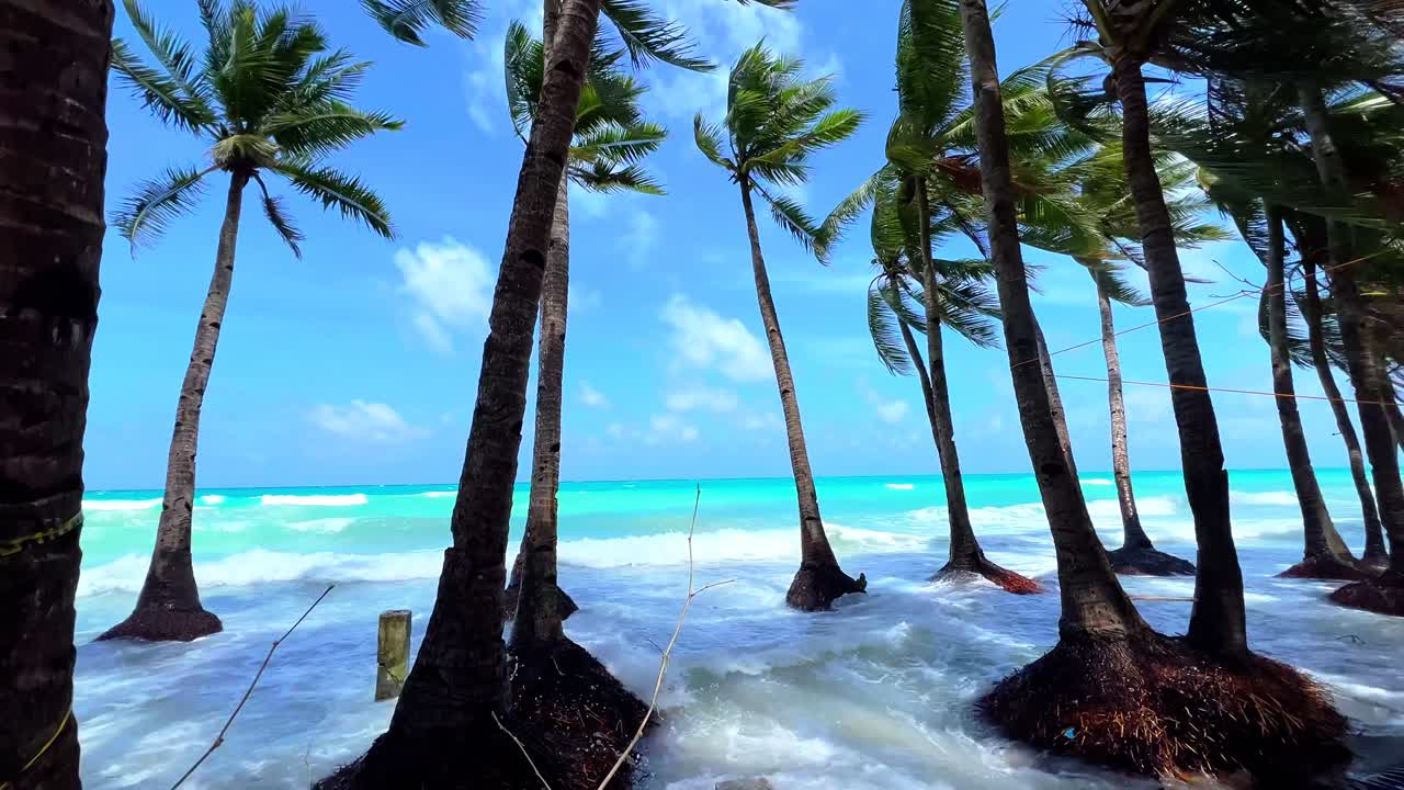 Ondas cristalinas quebram sob palmeiras balançando em uma praia tropical ensolarada — ideal para conteúdo de viagem, relaxamento ou destino.