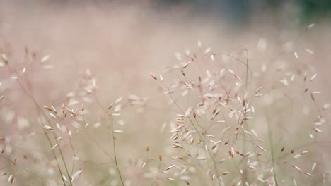 close up view of tall dry grass blades and grain waving in the wind in sunny summer