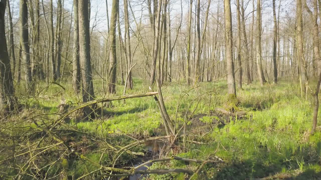 Un viaggio rilassante attraverso il paesaggio pacifico del torrente Topiec