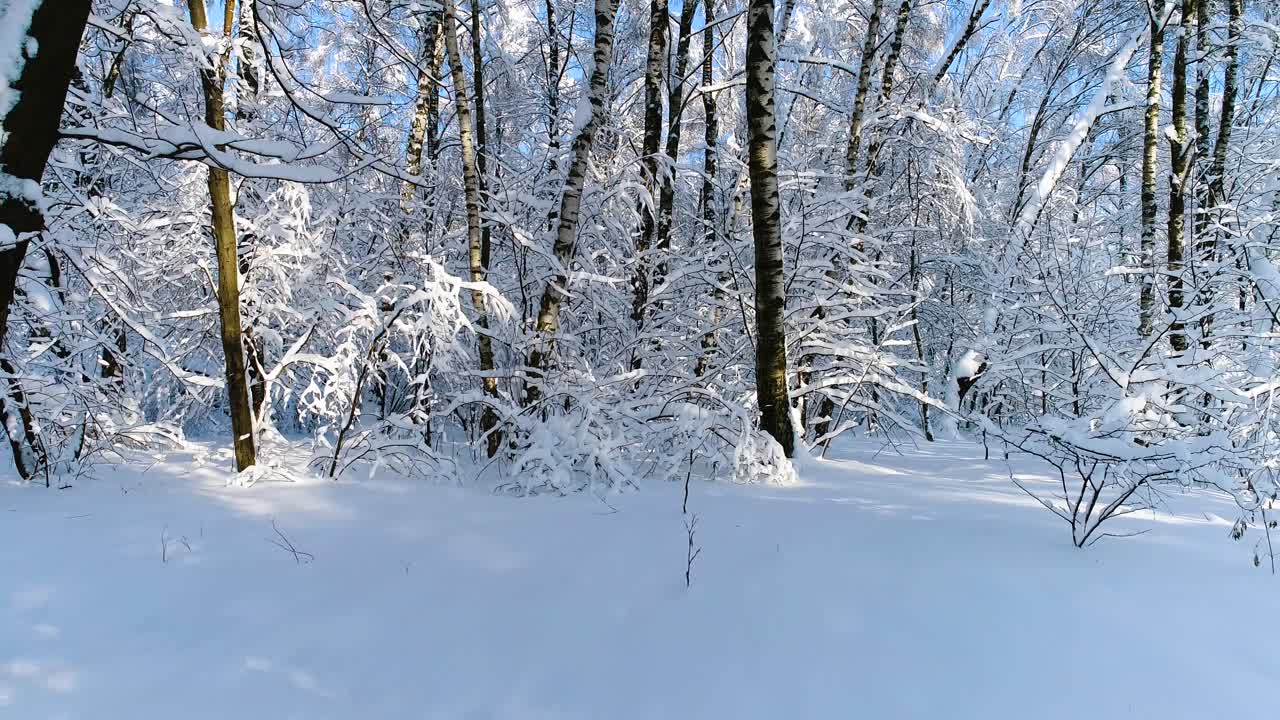숲에 눈 덮인 가지입니다. 겨울 요정 배경