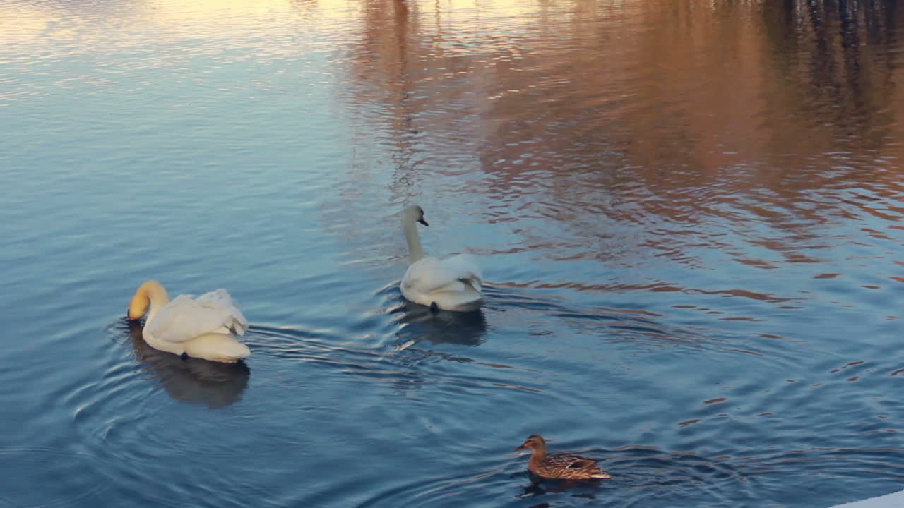 cisnes blancos a la luz del sol. cisnes y patos nadando en el lago. cisne en agua azul