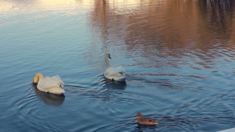 White-swans-in-sunlight.-Swans-and-ducks-swimming-in-lake.-Swan-on-blue-water