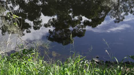 Tree branch reflection in clear water lake pond, still video nature tall grass