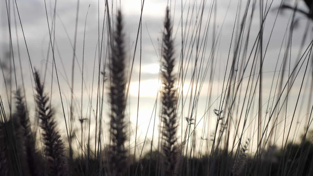 Close Up Soft Focus Long Grass with Sunrise Sky - Push In
