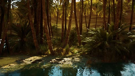 palm trees in sahara desert