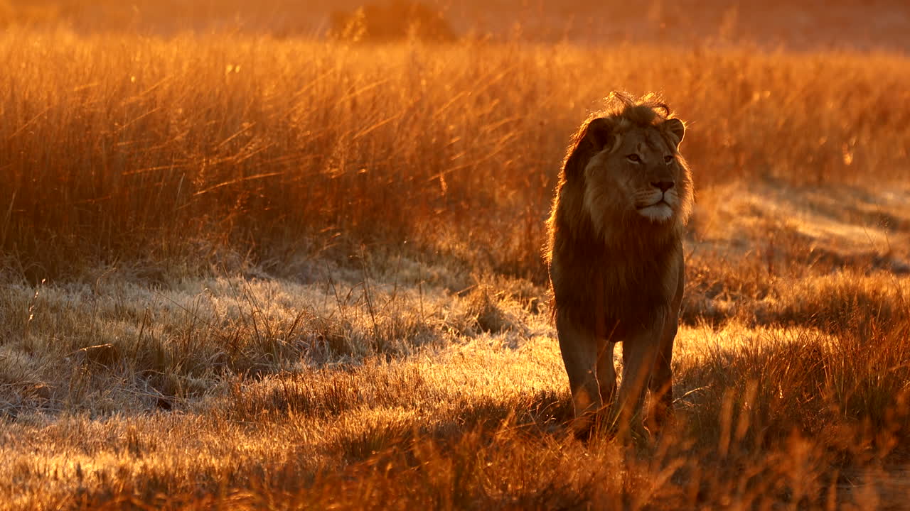 Condensation from young male lion breathing on cold safari morning, slow motion