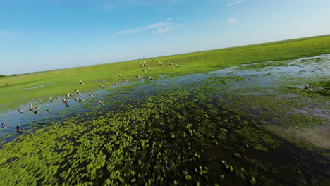 aerial view of a flock of birds flying over a wetland