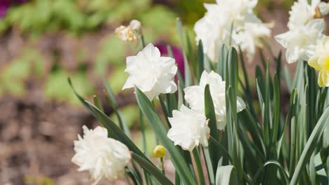 beautiful white and yellow daffodils blooming in the garden