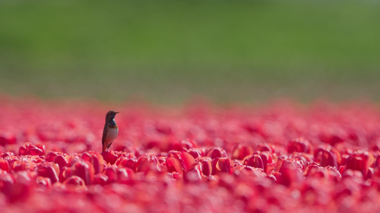 외로운 파란 목의 새가 활기찬 은 립 들판 한가운데 서서, 은 하늘 아래, 낮