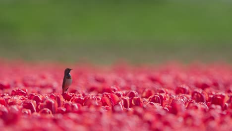 pájaro de garganta azul solitario de pie en medio de un vibrante campo de tulipanes rojos, bajo un cielo despejado, día