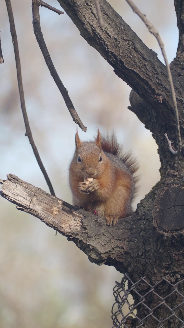 Simpatico scoiattolo che mangia una noce su un ramo d'albero
