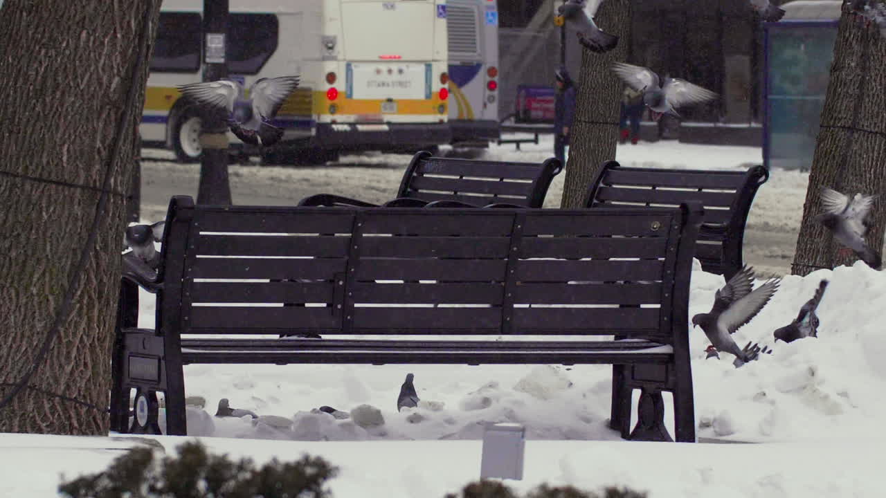 도시 의 공원 에서 날아다니고 착륙 하는 새 들