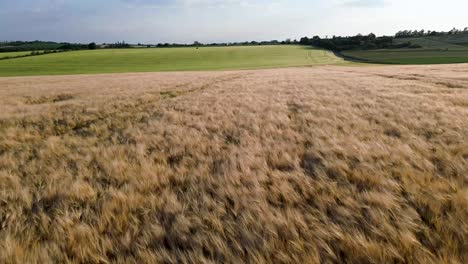 cinematic flying over a field of grain a short distance to the ground