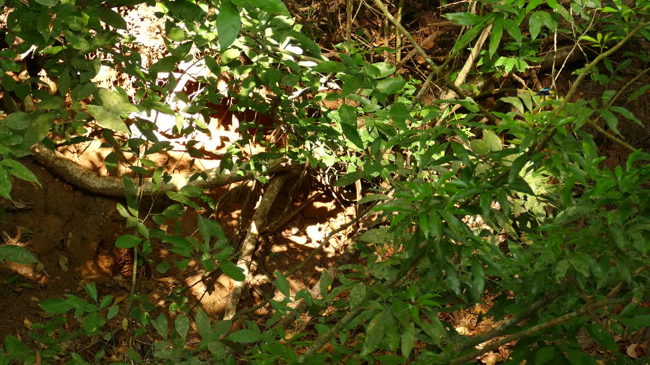 motmot de corona azul, momotus momota, panamá