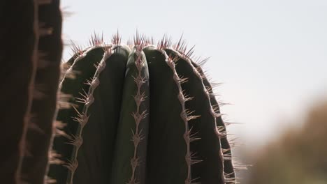 Stacheliger-Säulenkaktus---Pachycereus-Comb-Ureinwohnerpflanze