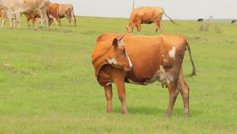 cows together grazing in a field. cows running into the camera.