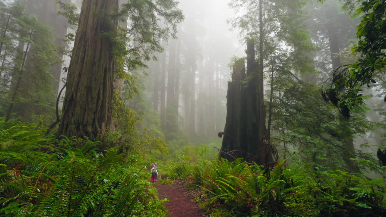 Unione tra le sequoie: una madre e i suoi figli esplorano la foresta