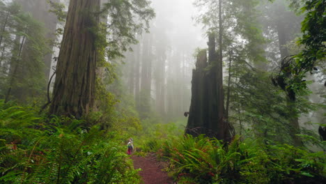togetherness in the redwoods a mother and her children explore the forest