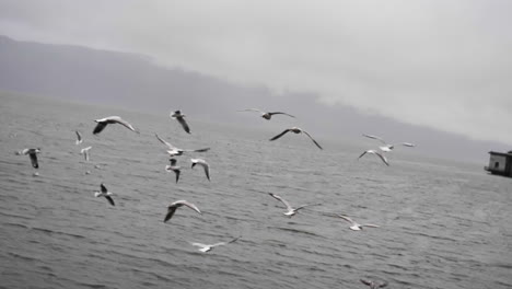 Gaviotas-En-Cámara-Lenta-Volando-En-El-Lago,-Lago-Erhai-Cerca-De-La-Ciudad-De-Dali,-Yunnan,-China