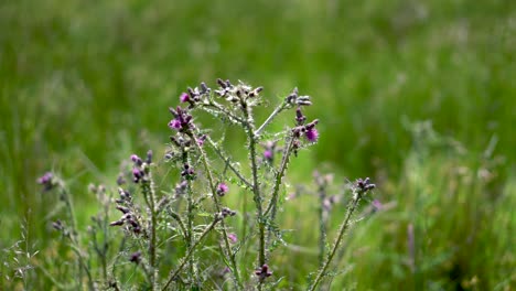 un cardo morado salvaje en un exuberante campo verde