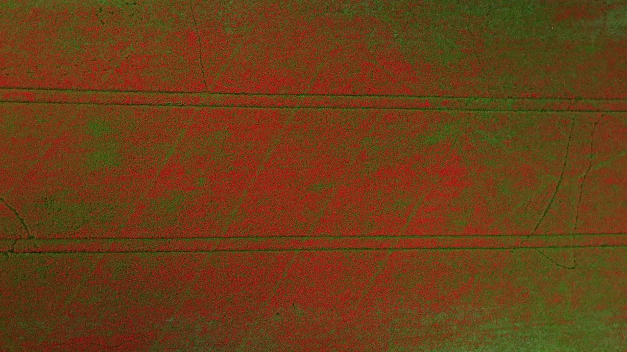 Aerial top-down view of a blooming field with vibrant red poppies. The landscape is covered in flowers, captured by drone during peak blossom