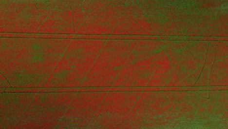 aerial top-down view of a blooming field with vibrant red poppies. the landscape is covered in flowers, captured by drone during peak blossom