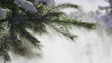 spruce shaking off snowflakes at sunlight close up. fir tree covered fluffy snow