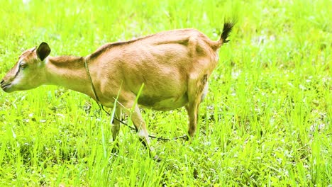 Ziege-Weidet-Auf-Grünem-Gras-In-Bangladesch