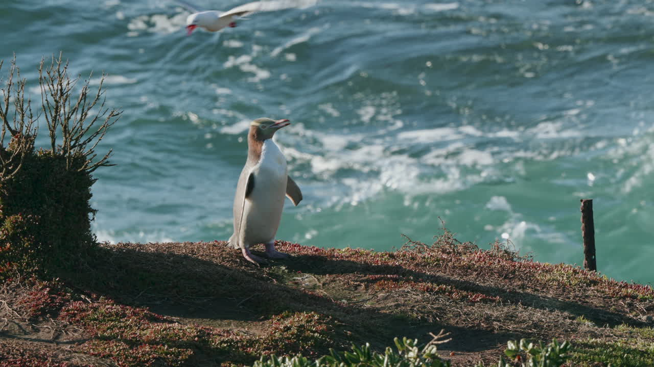 pingüino de ojos amarillos en la orilla cerca del faro de katiki point en moeraki, nueva zelanda