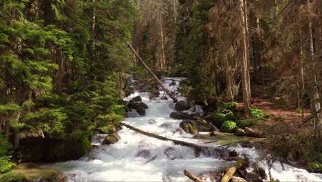 Río-De-Montaña-En-El-Bosque.-Hermoso-Paisaje-De-Vida-Silvestre.