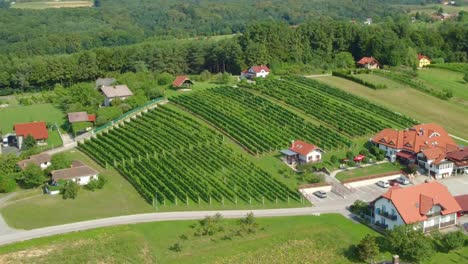 famous vine region in slovenia