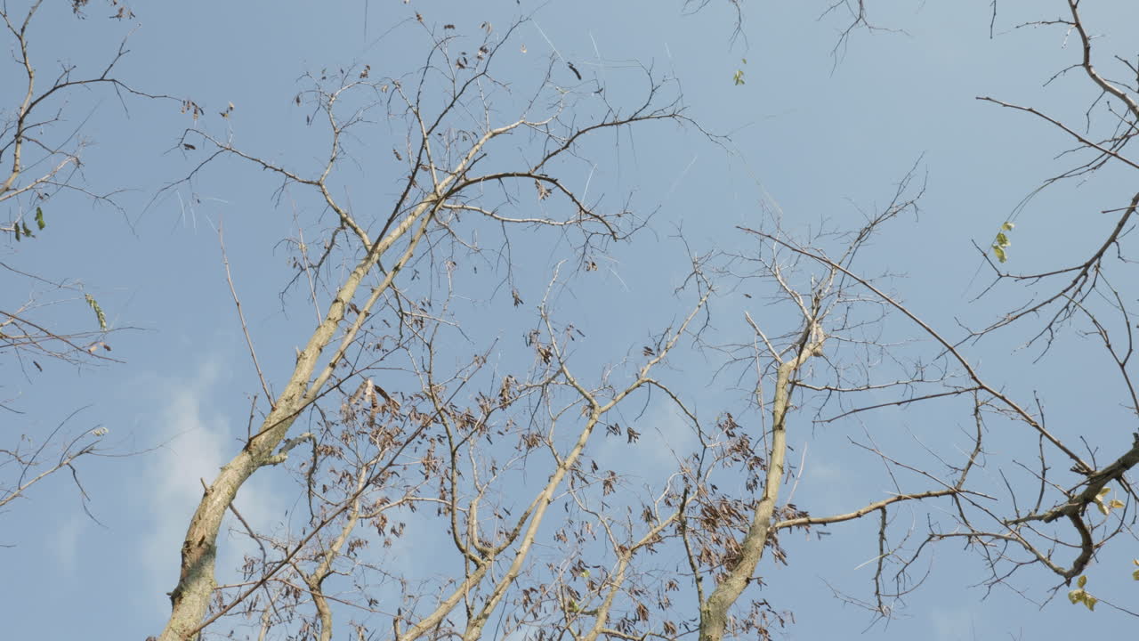 Bald trees at a windy winter day