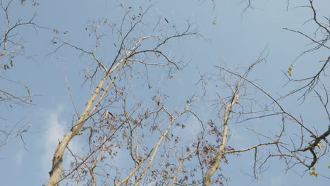 bald trees at a windy winter day