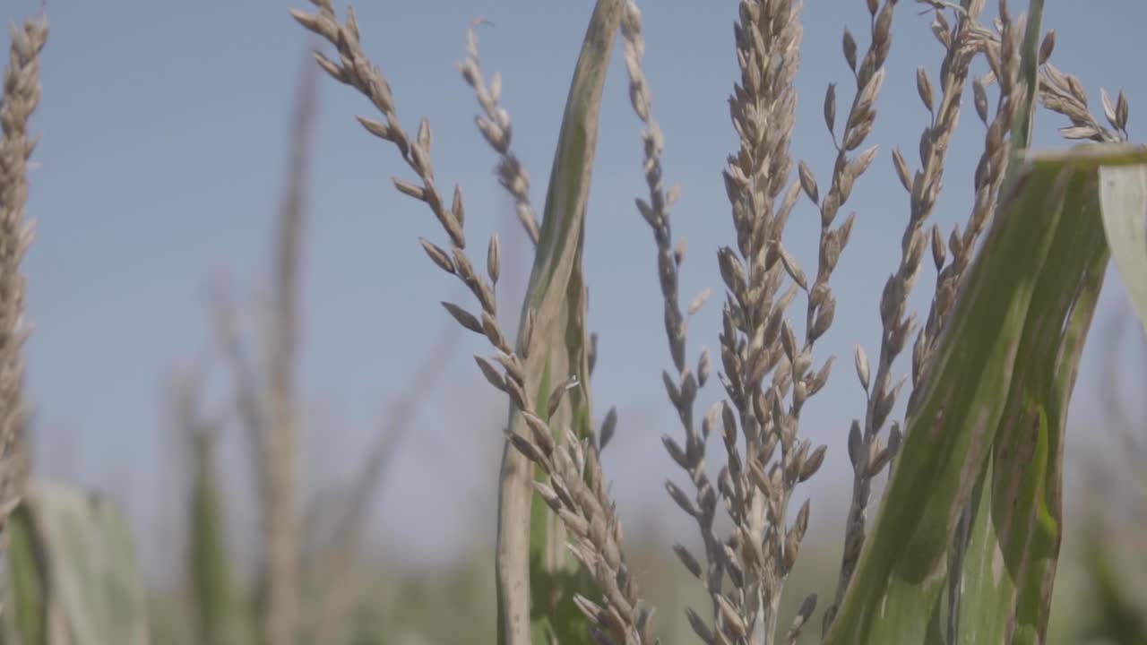 Primo piano di file di mais in un campo in una giornata limpida