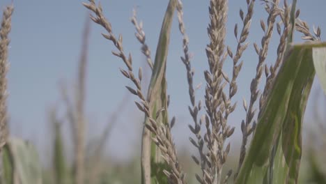 Close-up-of-rows-of-corn-in-a-field-on-a-clear-day