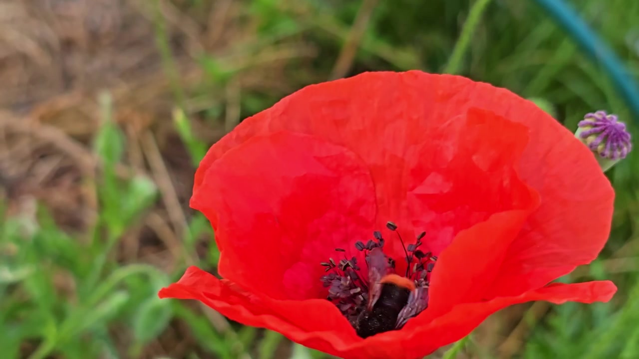 Un bombo atterra e cerca cibo all'interno di un fiore di papavero rosso in una macro da giardino