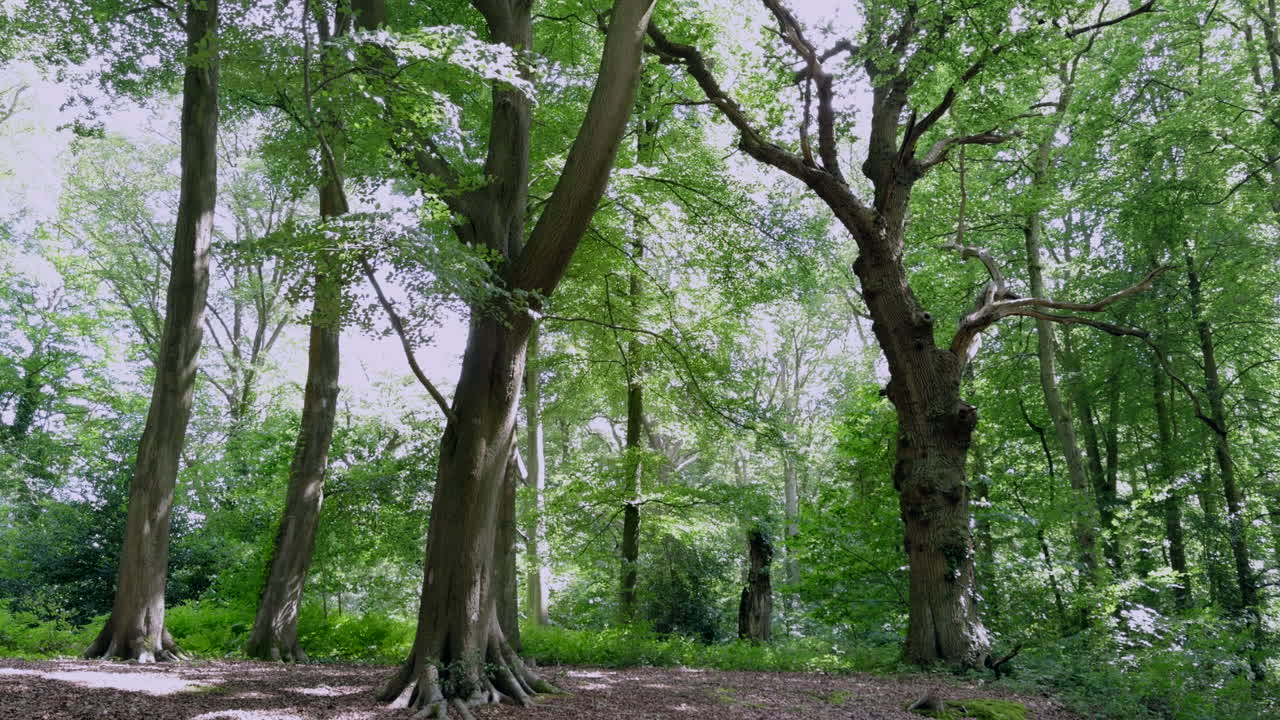 Woodland trees in full summer leaf on a bright windy day, Worcestershire, England