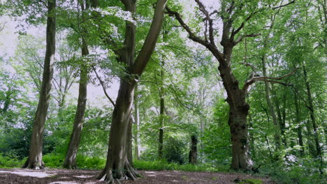 Woodland-trees-in-full-summer-leaf-on-a-bright-windy-day,-Worcestershire,-England