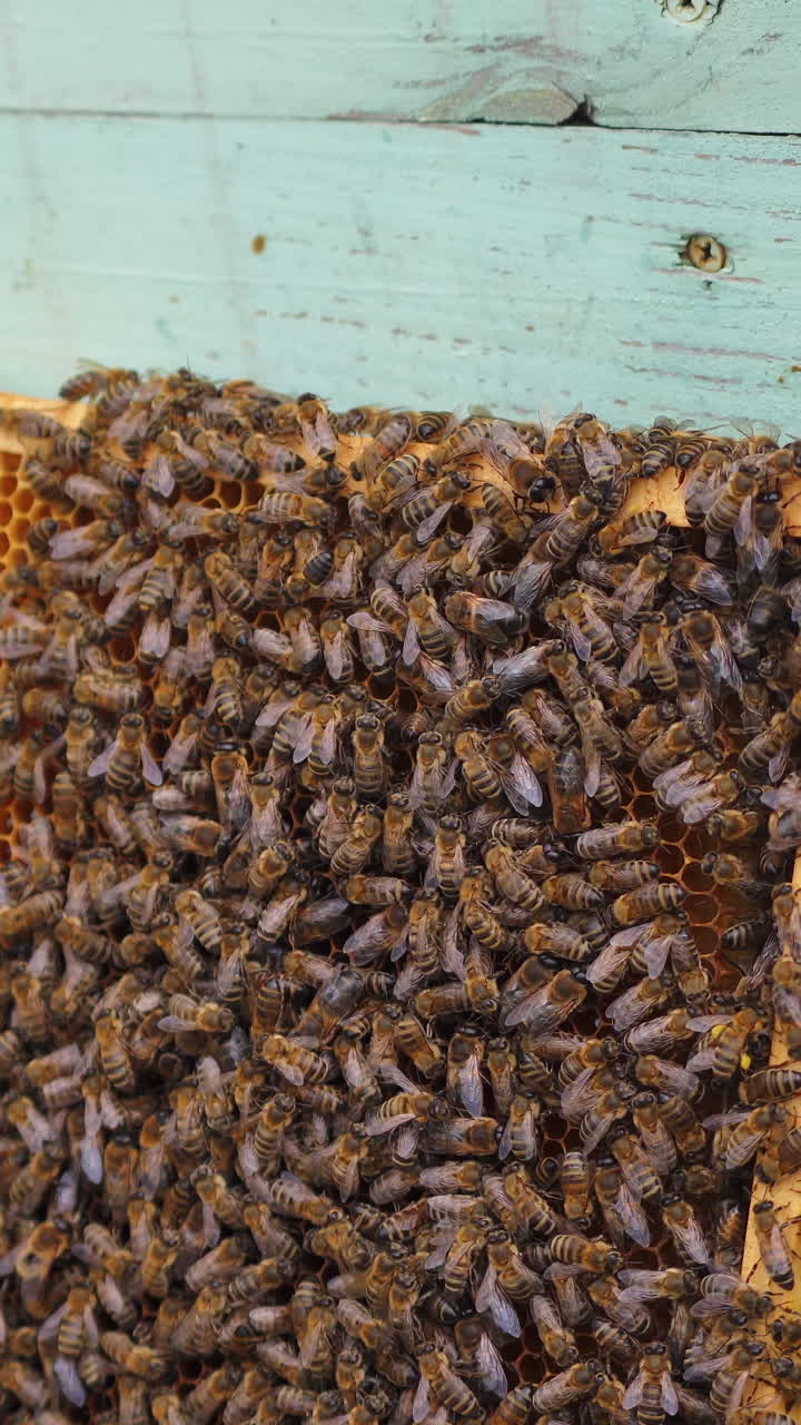 Bees work on honeycombs. Selective focus on wooden frame for honey. Honeycomb stands near blue hive. Vertical video