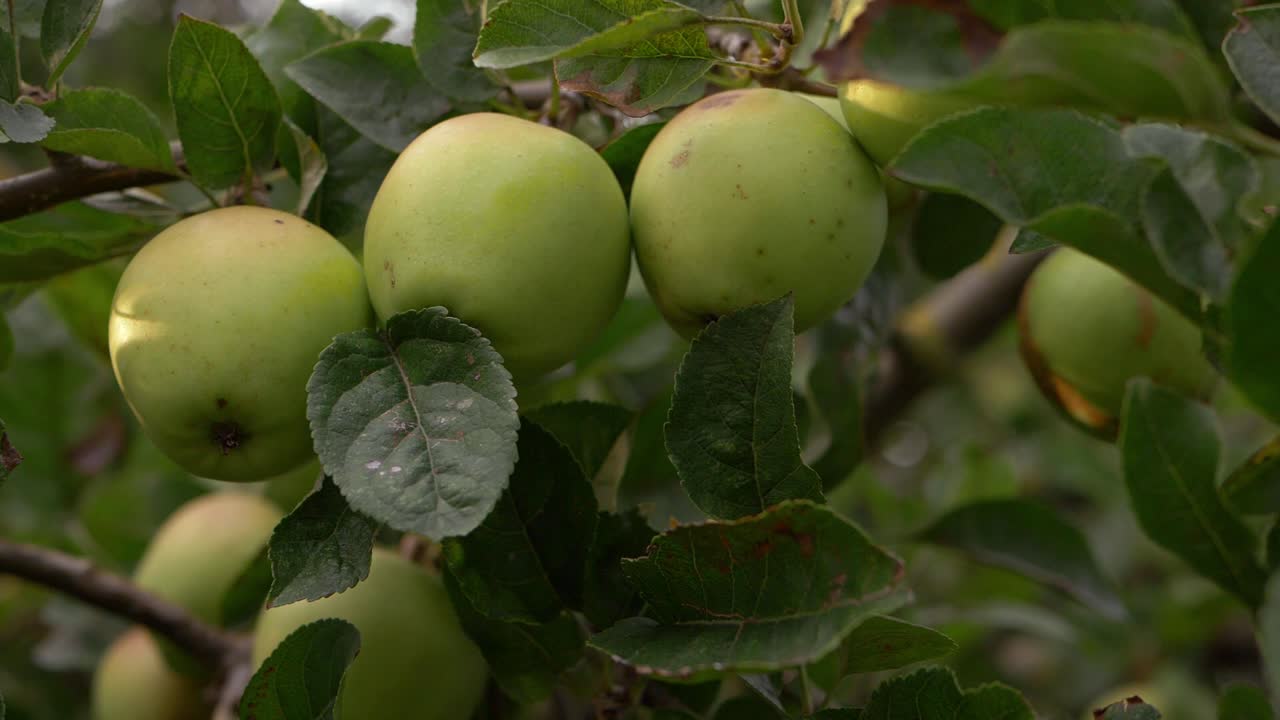 tres manzanas maduras creciendo en la rama de un árbol primer plano
