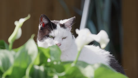 black and white cat resting in the summer sun