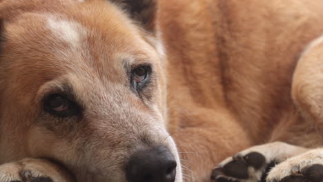 Red-Cattle-Dog-Lying-Down-Resting-Curled-Up,-Looking-Around,-Closeup